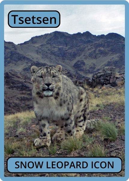 Snow Leopard Icon (Instant) – Snow Leopard Trust