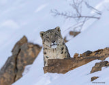 2026 Snow Leopard Calendar