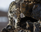 2026 Snow Leopard Calendar