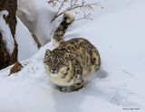 2026 Snow Leopard Calendar
