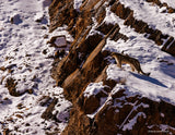 2026 Snow Leopard Calendar