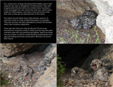 2026 Snow Leopard Calendar