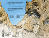 2026 Snow Leopard Calendar