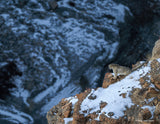 2026 Snow Leopard Calendar