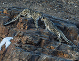 2026 Snow Leopard Calendar