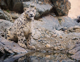 2026 Snow Leopard Calendar