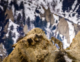 2026 Snow Leopard Calendar