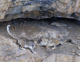 2026 Snow Leopard Calendar