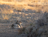 2026 Snow Leopard Calendar
