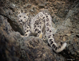 2026 Snow Leopard Calendar