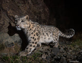 2026 Snow Leopard Calendar