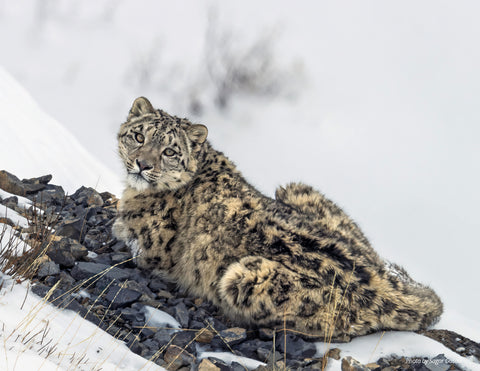 2026 Snow Leopard Calendar