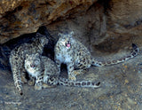 2027 Snow Leopard Calendar