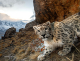 2027 Snow Leopard Calendar