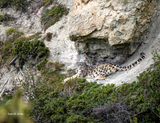 2027 Snow Leopard Calendar