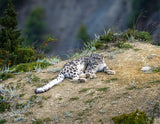 2027 Snow Leopard Calendar