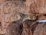 2027 Snow Leopard Calendar