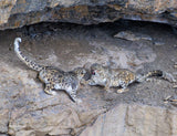 2027 Snow Leopard Calendar