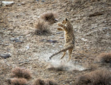 2027 Snow Leopard Calendar