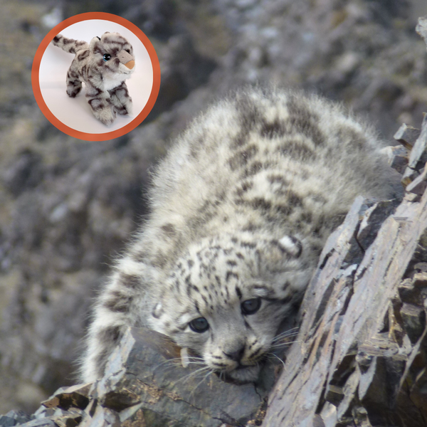 Snow Leopard Cub