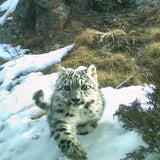 Snow Leopard Cub (Instant)