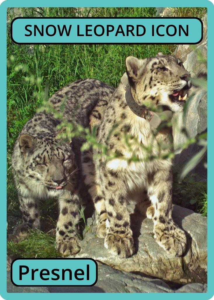 Snow Leopard Icon (Instant) – Snow Leopard Trust