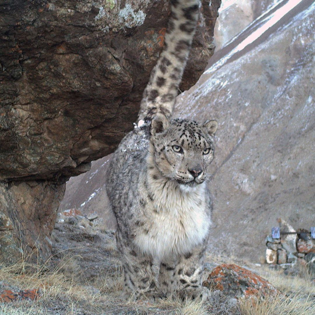 Adopt a Camera - Be a Researcher – Snow Leopard Trust