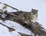 2024 Snow Leopard Calendar