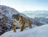 2024 Snow Leopard Calendar