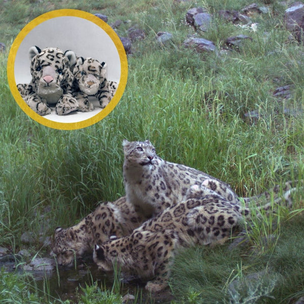 Snow Leopard Family Adoption