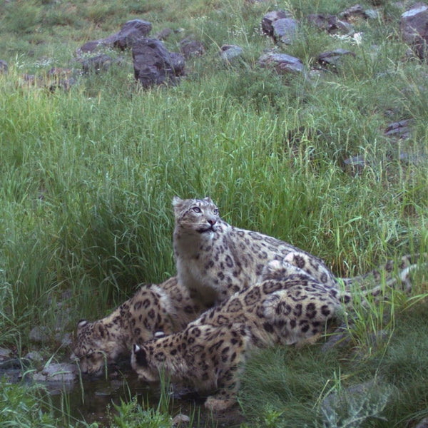 Instant Snow Leopard Family Adoption