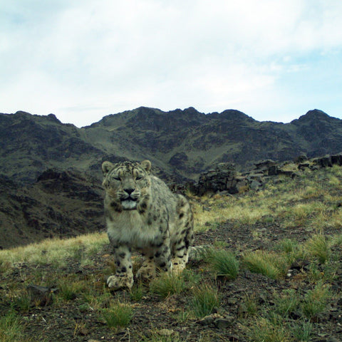 Instant Wild Snow Leopard Adoption
