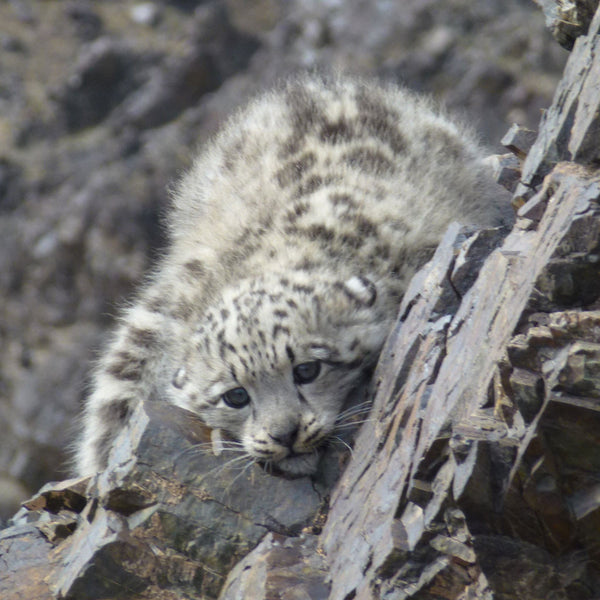Instant Snow Leopard Cub Adoption